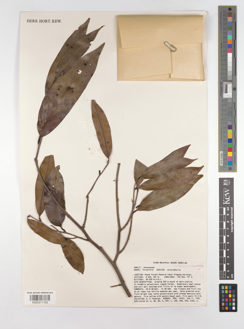 Monoon sclerophyllum photo 4
