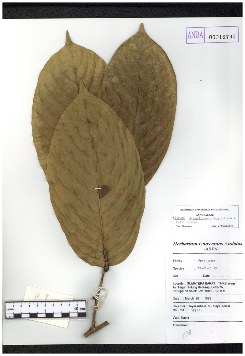 Monoon sympetalum