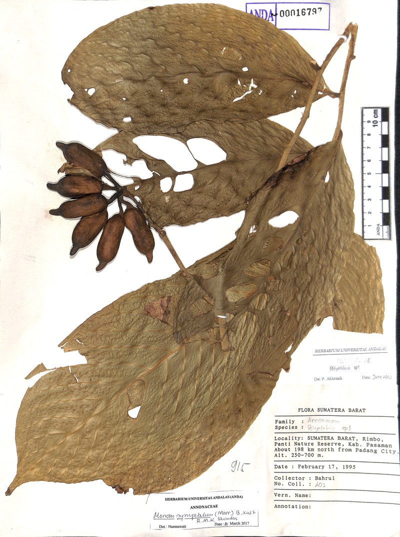 Monoon sympetalum photo 3