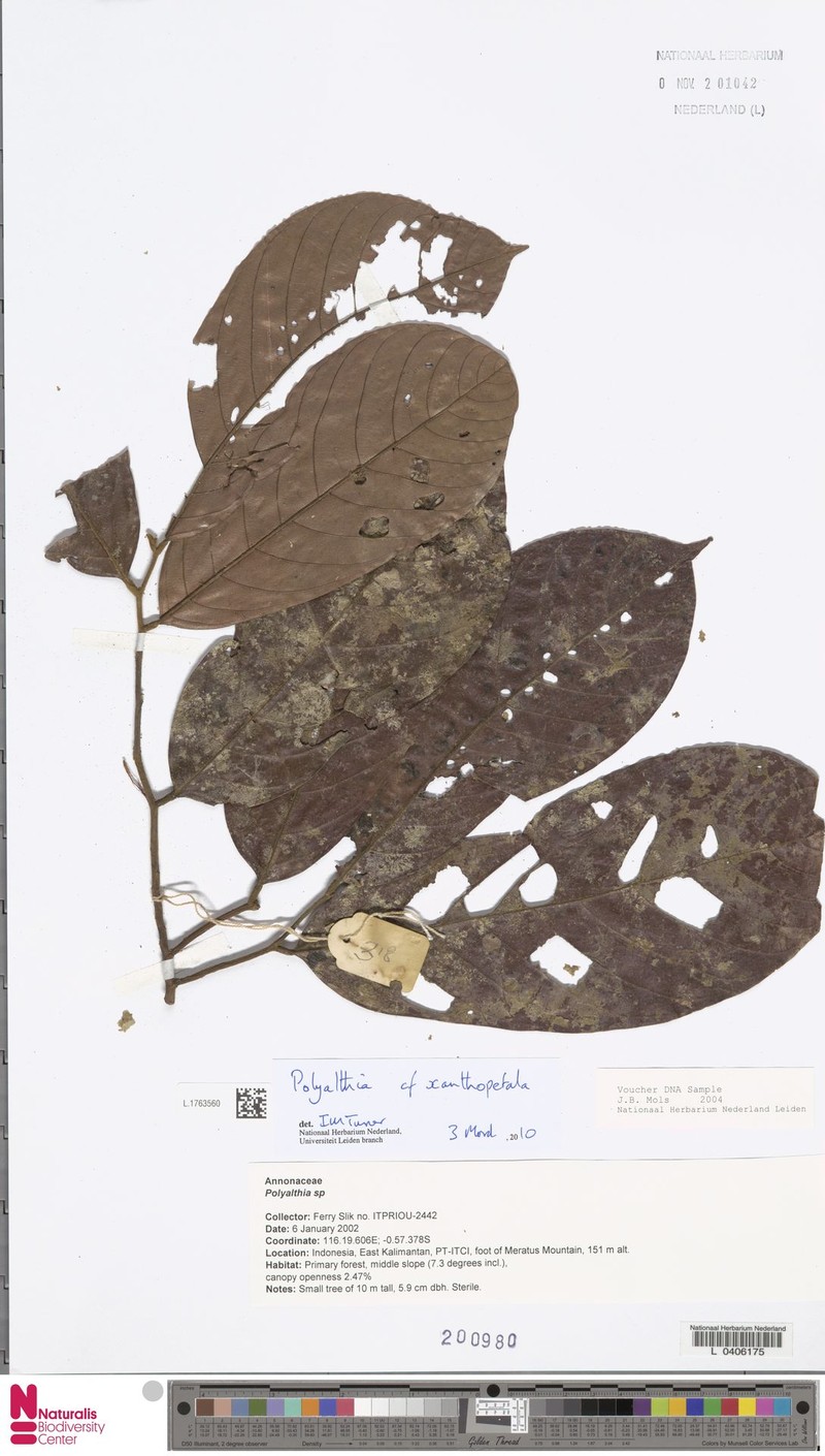 Monoon xanthopetalum