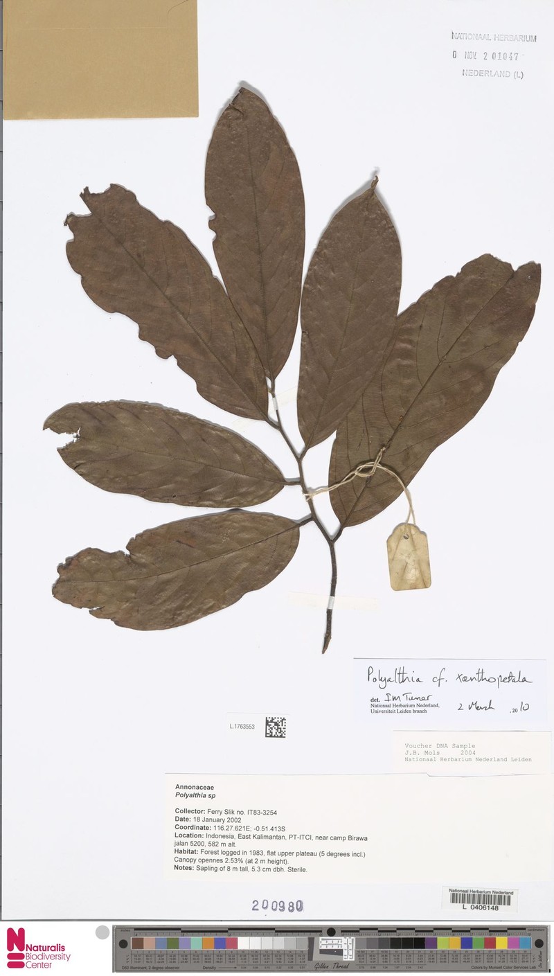 Monoon xanthopetalum photo 2