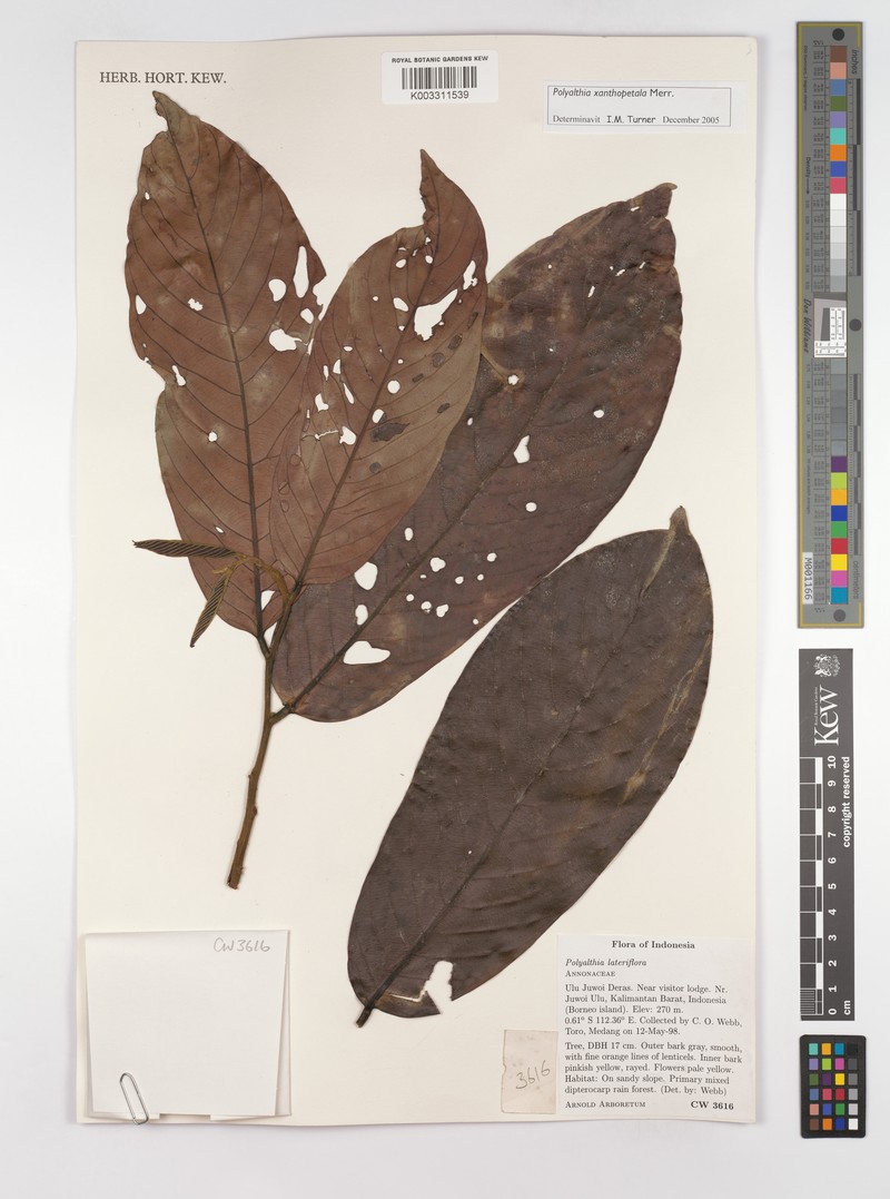 Monoon xanthopetalum photo 3
