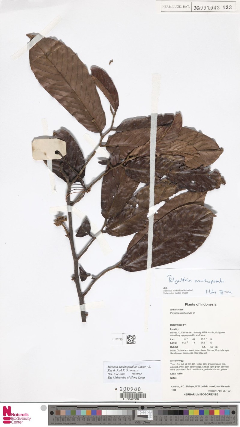 Monoon xanthopetalum photo 4