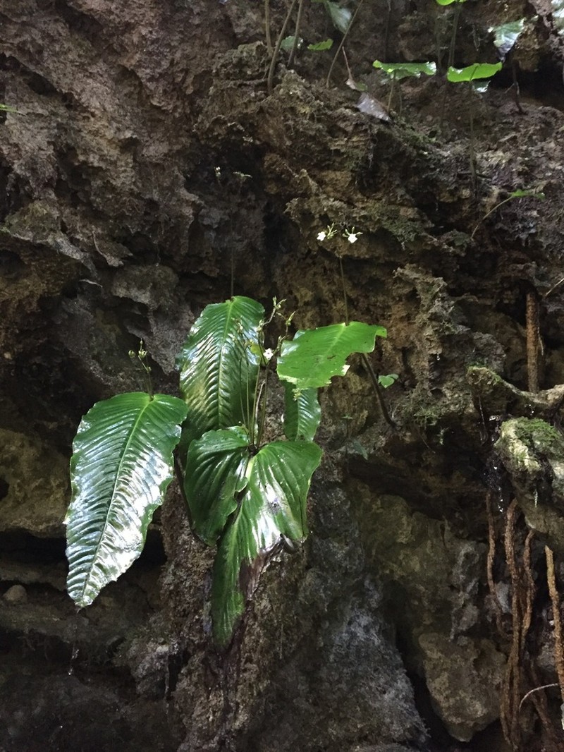 Monophyllaea anthocrena