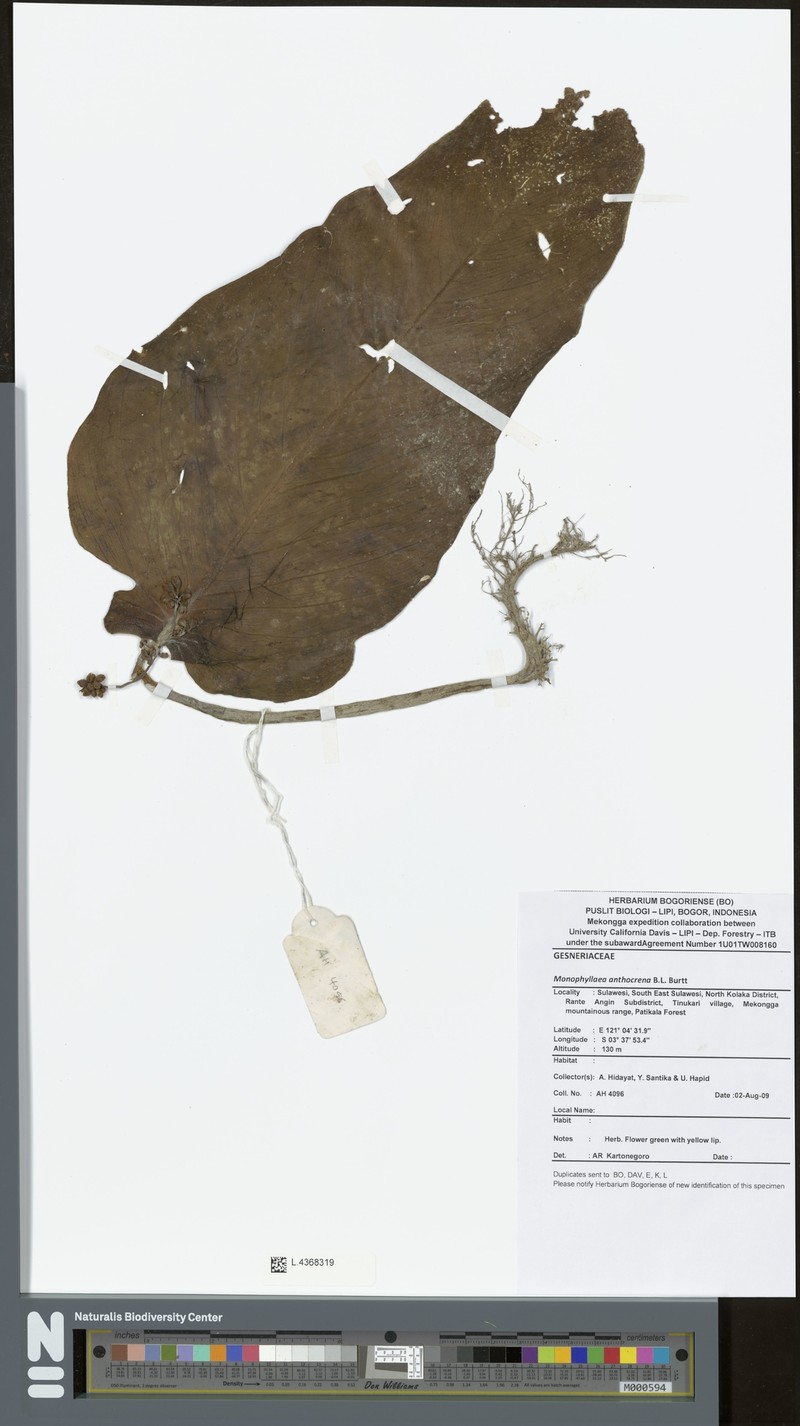 Monophyllaea anthocrena photo 3