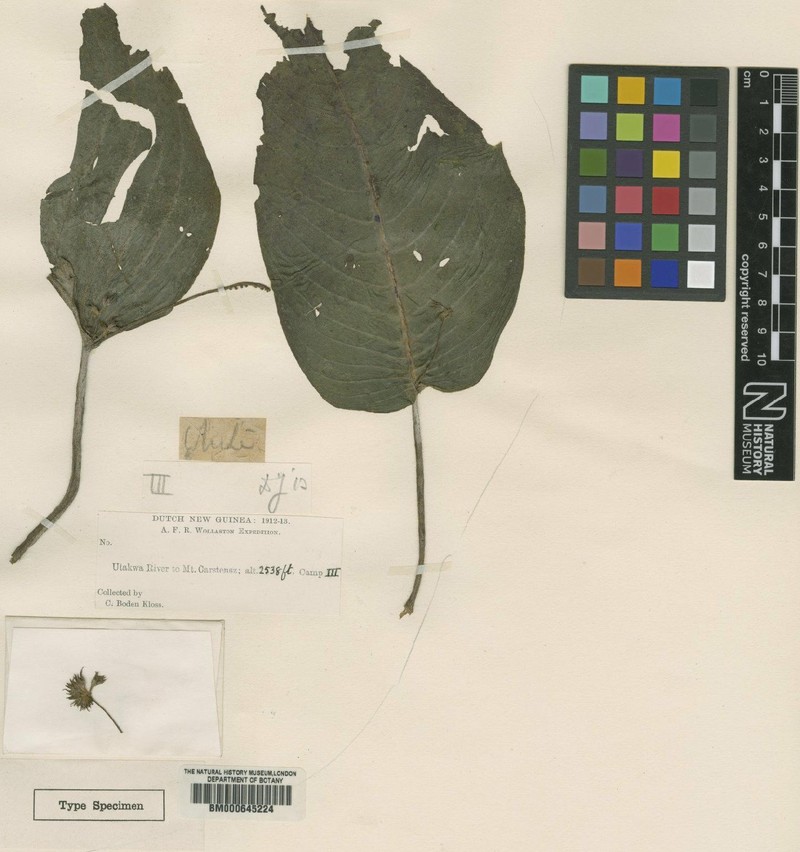 Monophyllaea brevipes