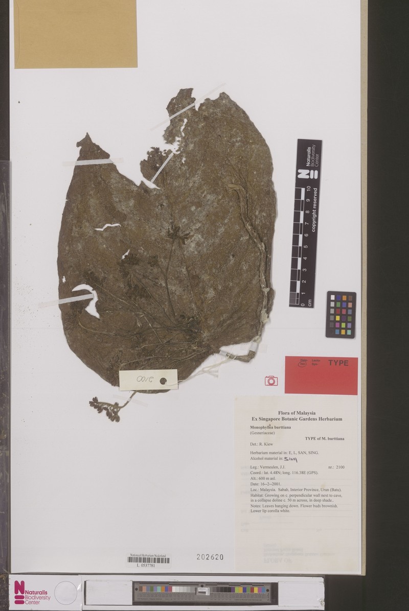 Monophyllaea burttiana