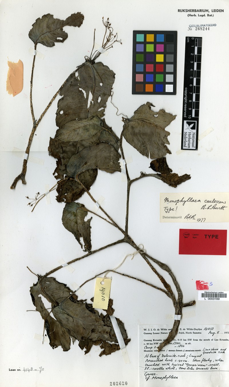 Monophyllaea caulescens