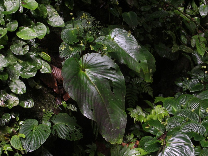 Monophyllaea cupiflora