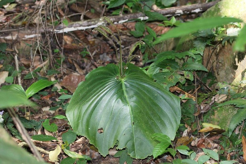 Monophyllaea elongata