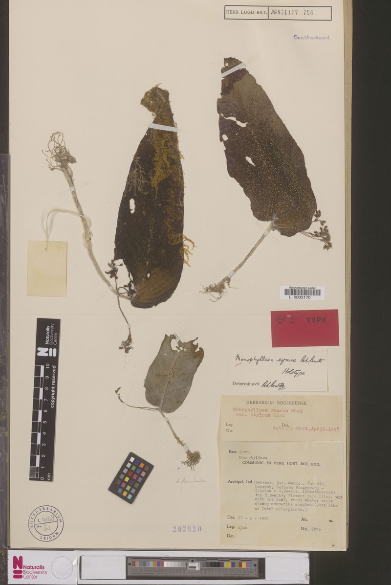 Monophyllaea eymae