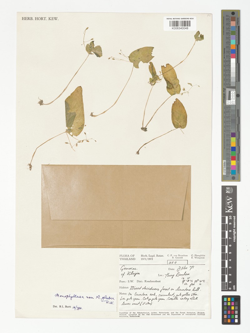 Monophyllaea glabra