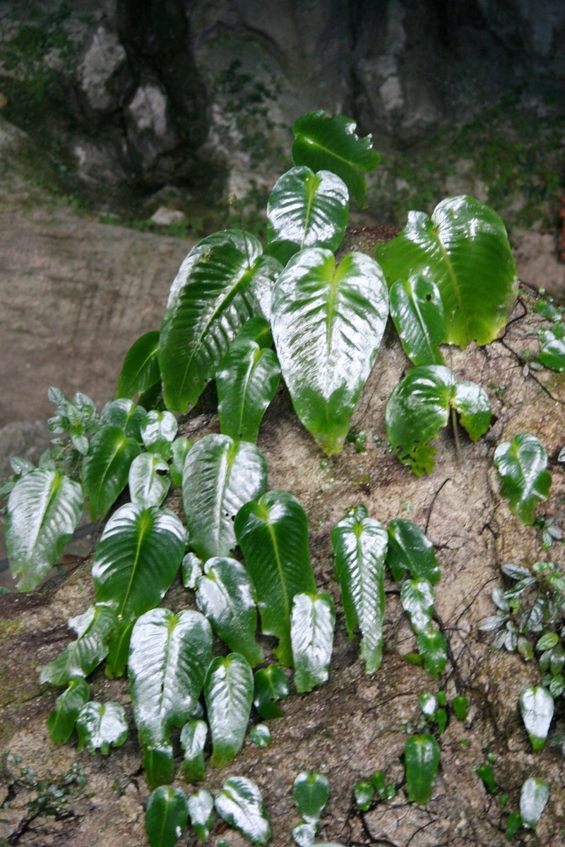 Monophyllaea glauca