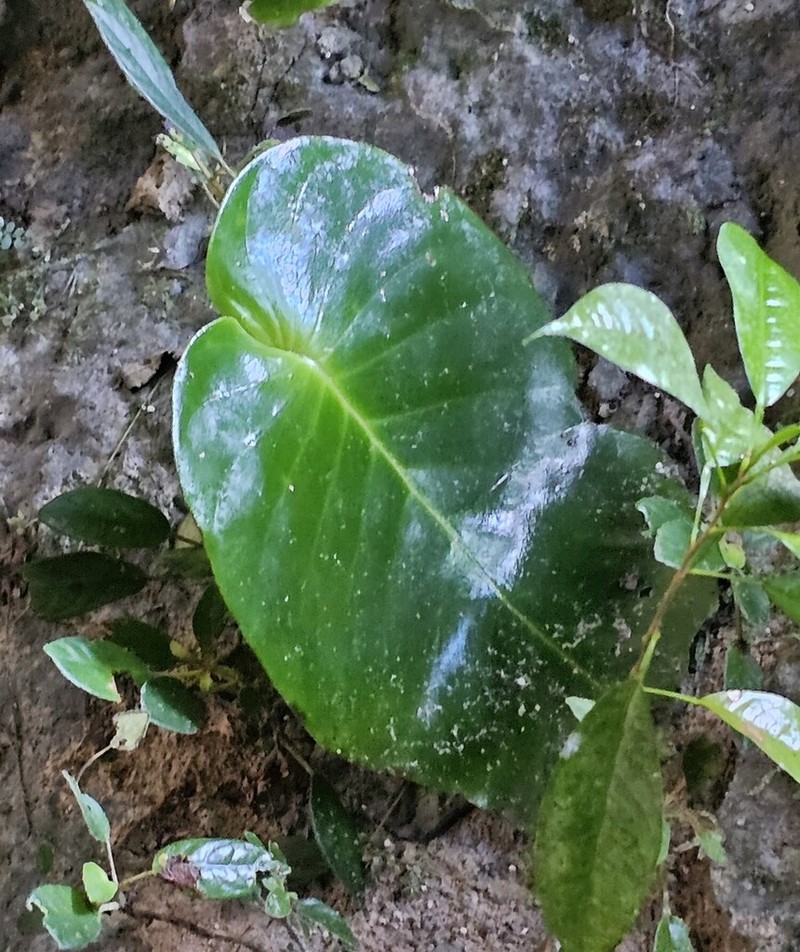 Monophyllaea glauca photo 2