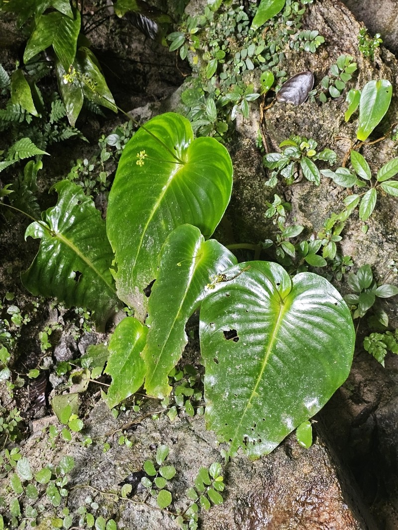 Monophyllaea glauca photo 3