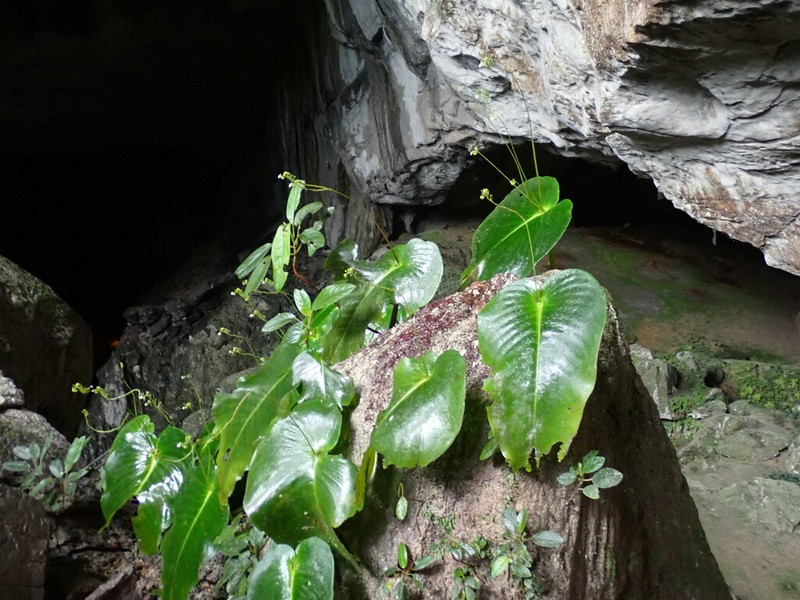 Monophyllaea glauca photo 4