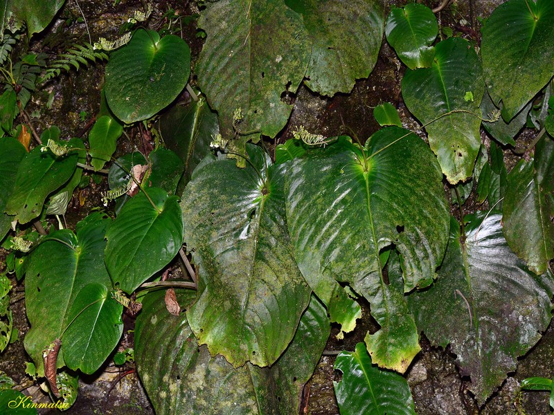 Monophyllaea glauca photo 5