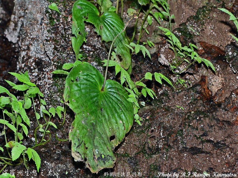 Monophyllaea glauca photo 6