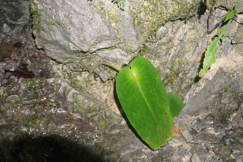 Monophyllaea glauca photo 7