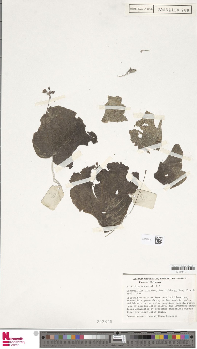 Monophyllaea glauca var. beccarii