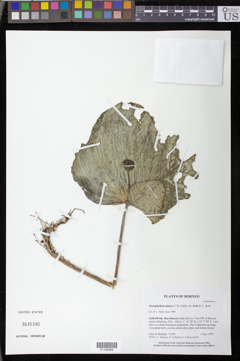Monophyllaea glauca var. hirta