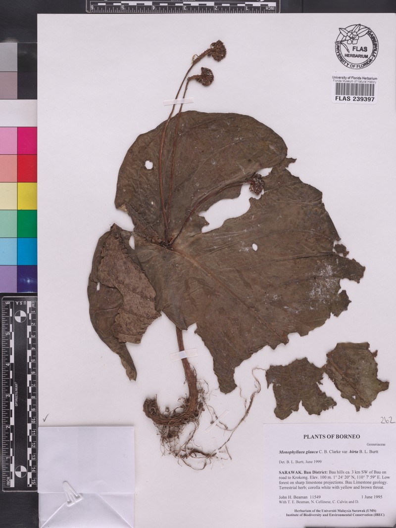 Monophyllaea glauca var. hirta photo 2