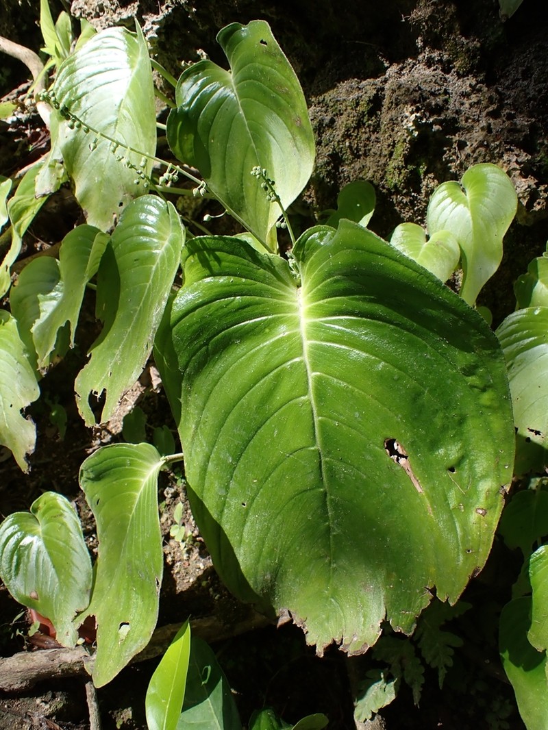 Monophyllaea hendersonii