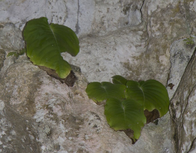 Monophyllaea hendersonii photo 2