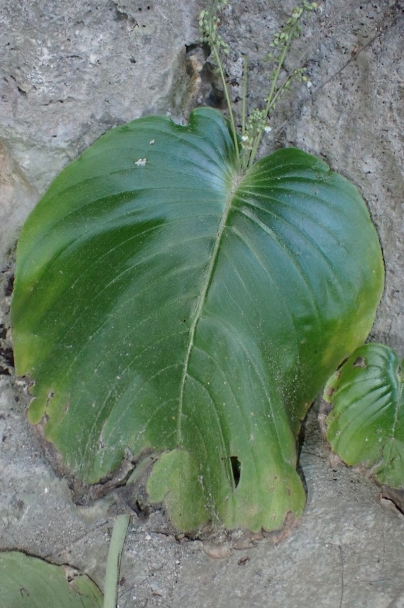 Monophyllaea hendersonii photo 3