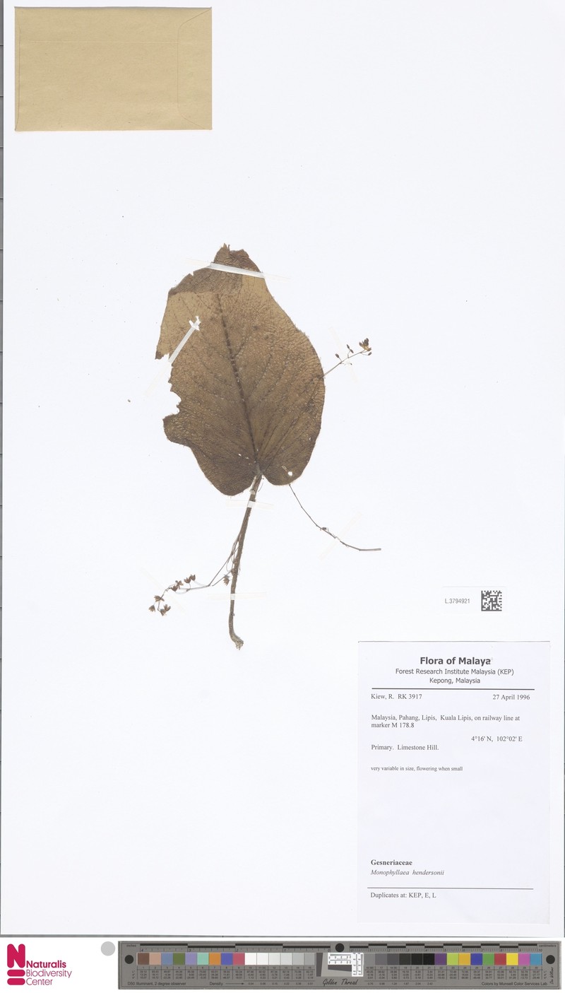Monophyllaea hendersonii photo 4