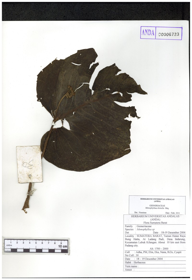 Monophyllaea hirtella