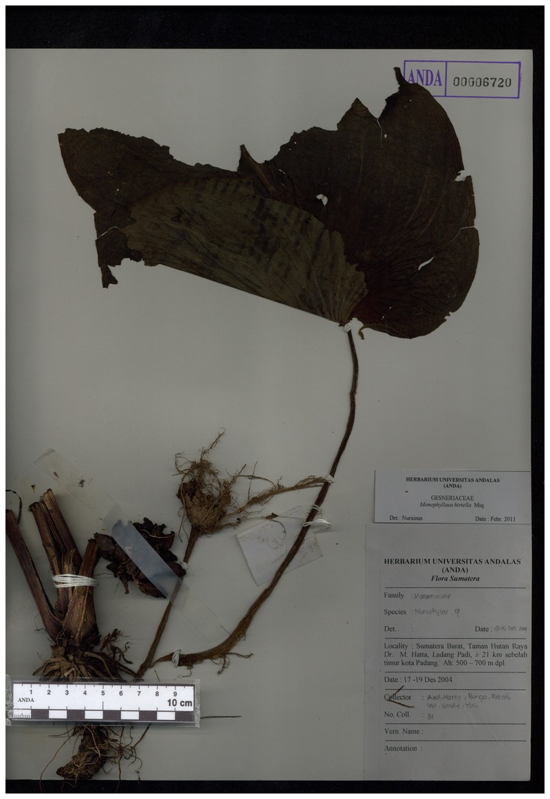 Monophyllaea hirtella photo 2