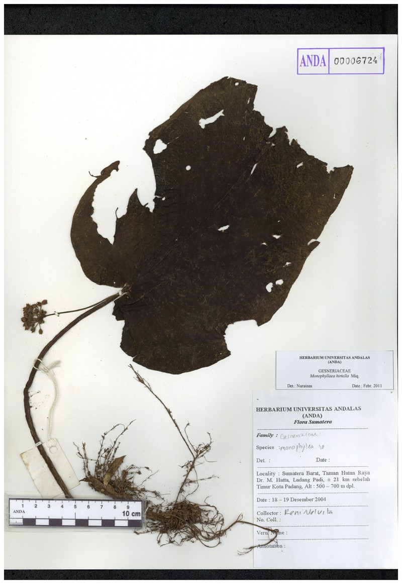 Monophyllaea hirtella photo 3