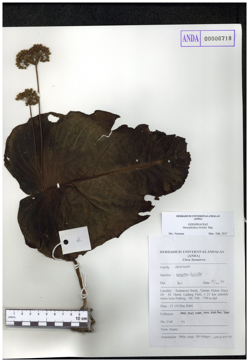 Monophyllaea hirtella photo 4