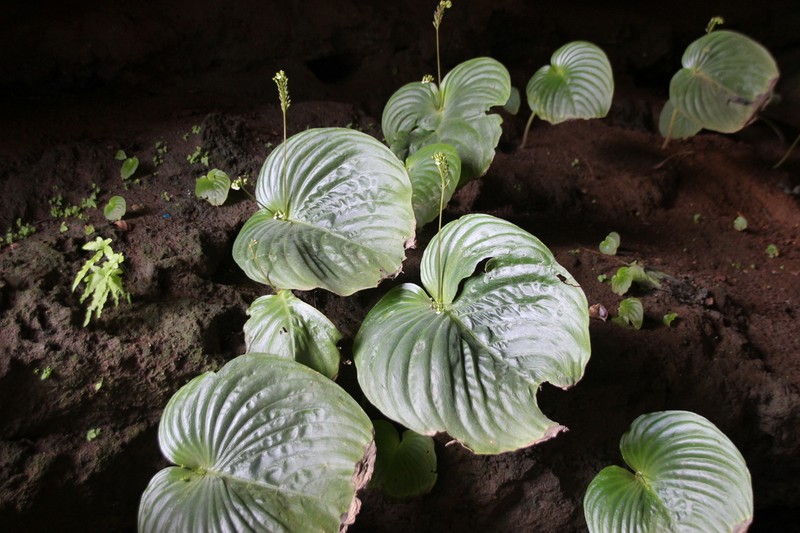 Monophyllaea hirticalyx