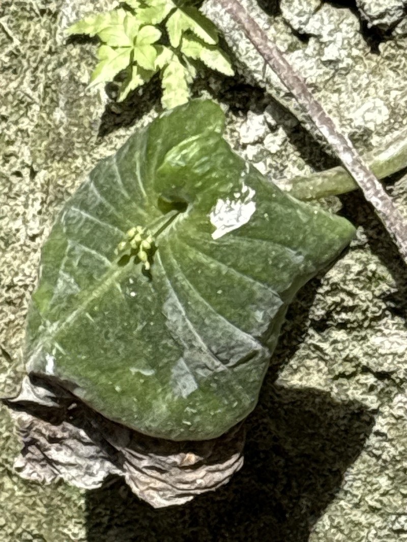 Monophyllaea hirticalyx photo 2