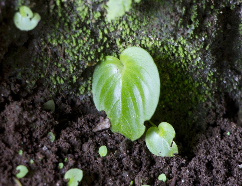Monophyllaea hirticalyx photo 3