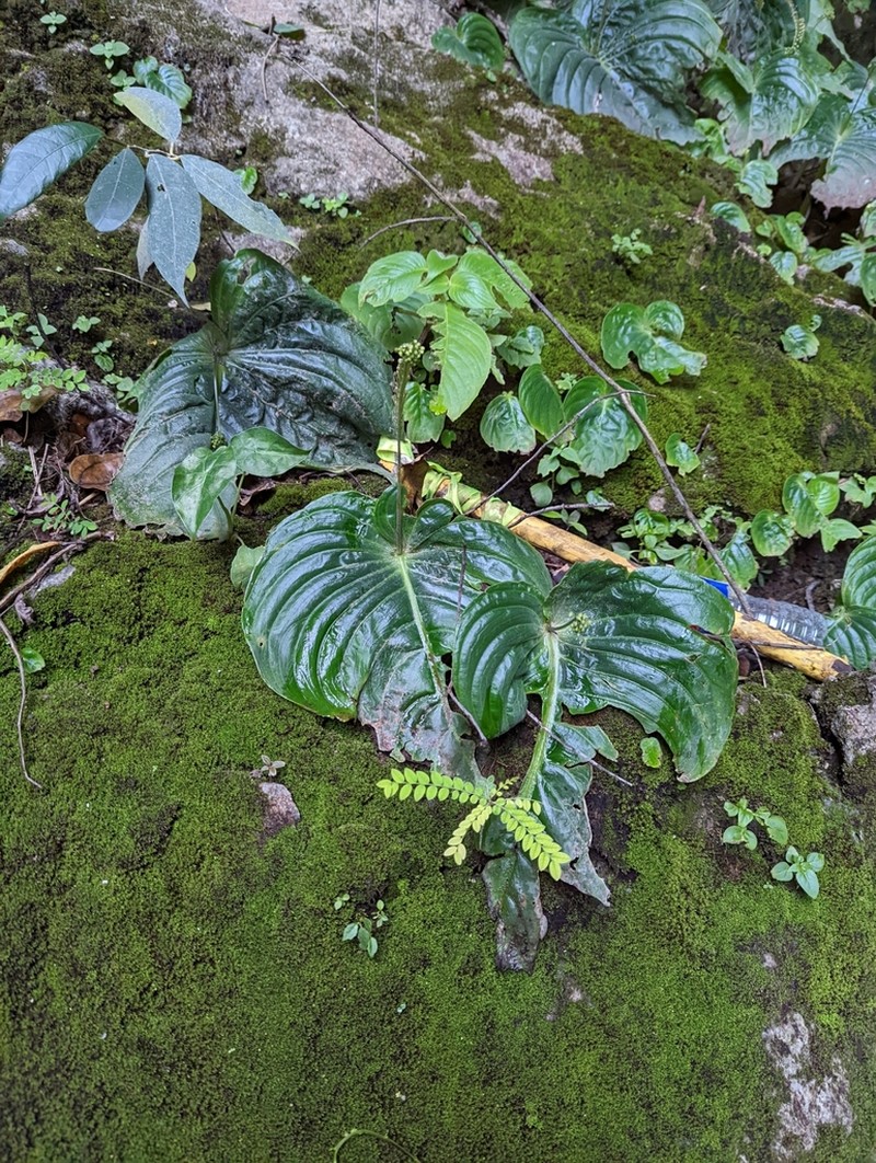 Monophyllaea hirticalyx photo 4