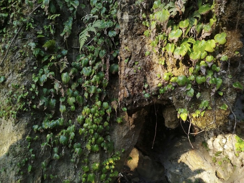 Monophyllaea hirticalyx photo 5