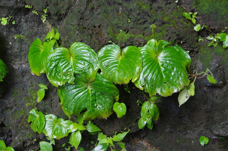 Monophyllaea hirticalyx photo 6