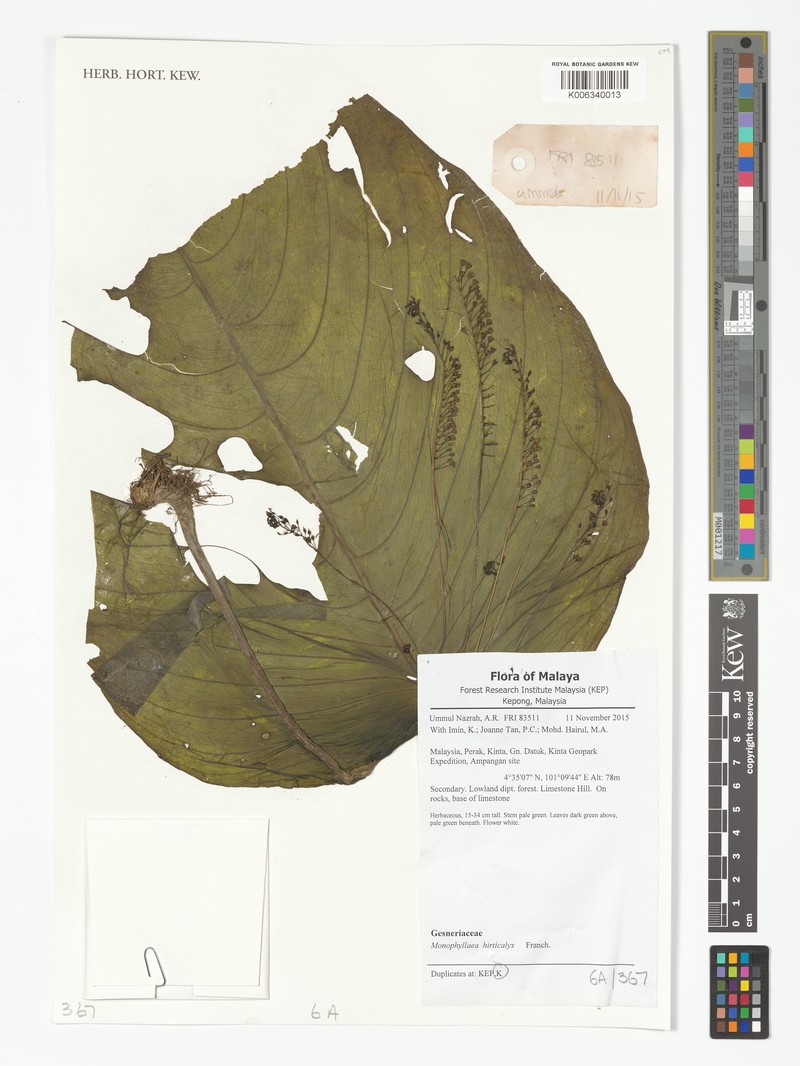Monophyllaea hirticalyx photo 8