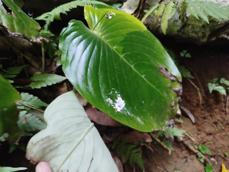 Monophyllaea horsfieldii