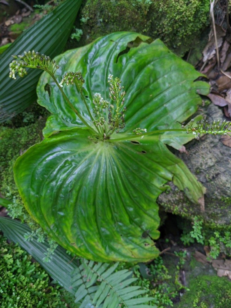 Monophyllaea horsfieldii photo 2