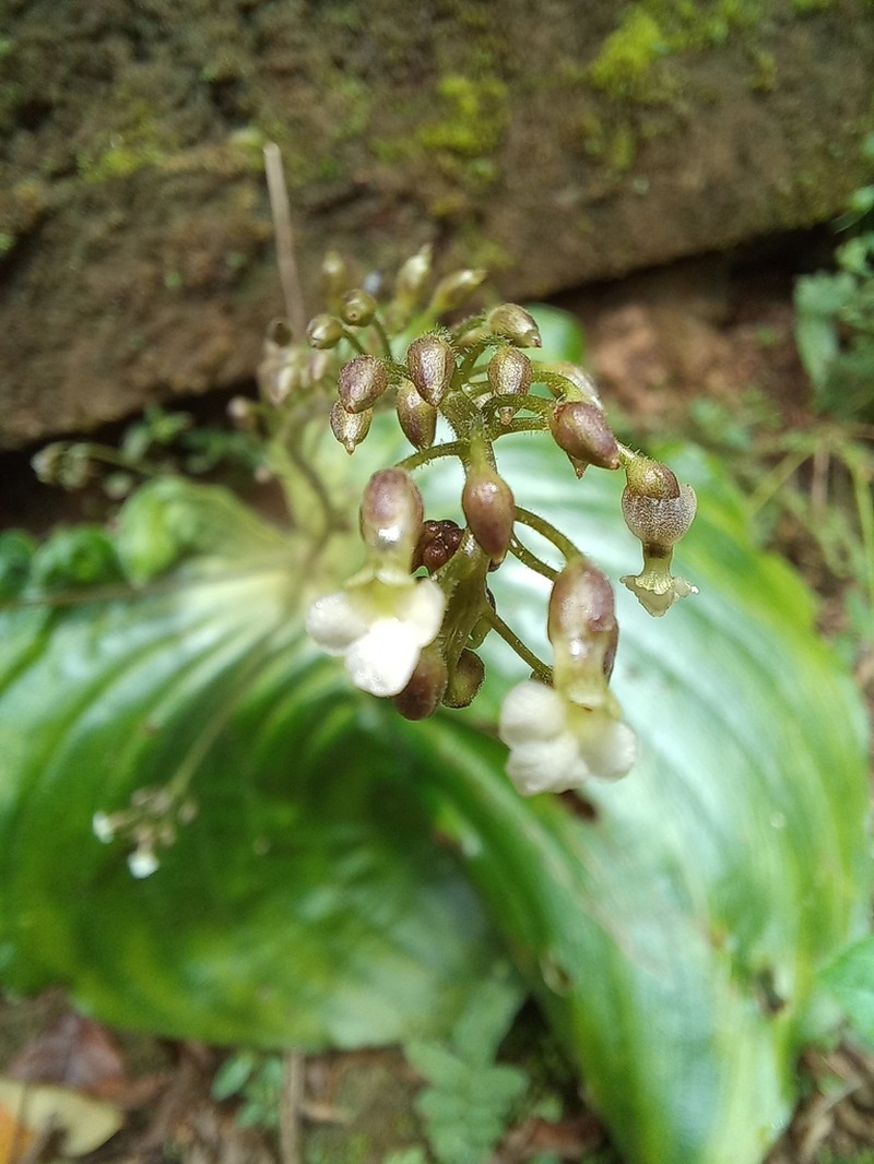 Monophyllaea horsfieldii photo 3