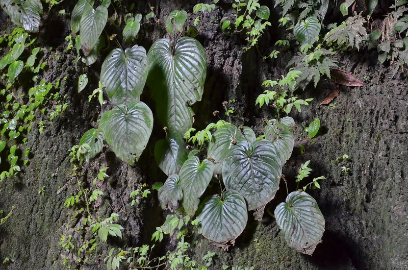 Monophyllaea horsfieldii photo 4