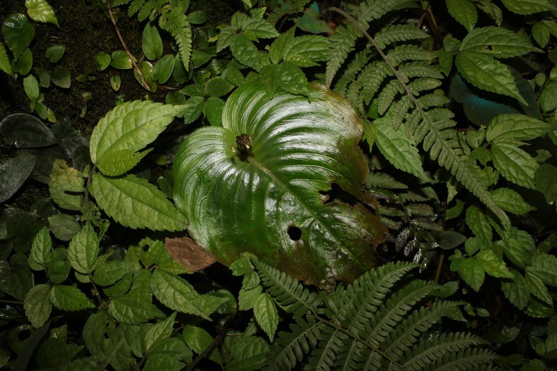 Monophyllaea horsfieldii photo 5