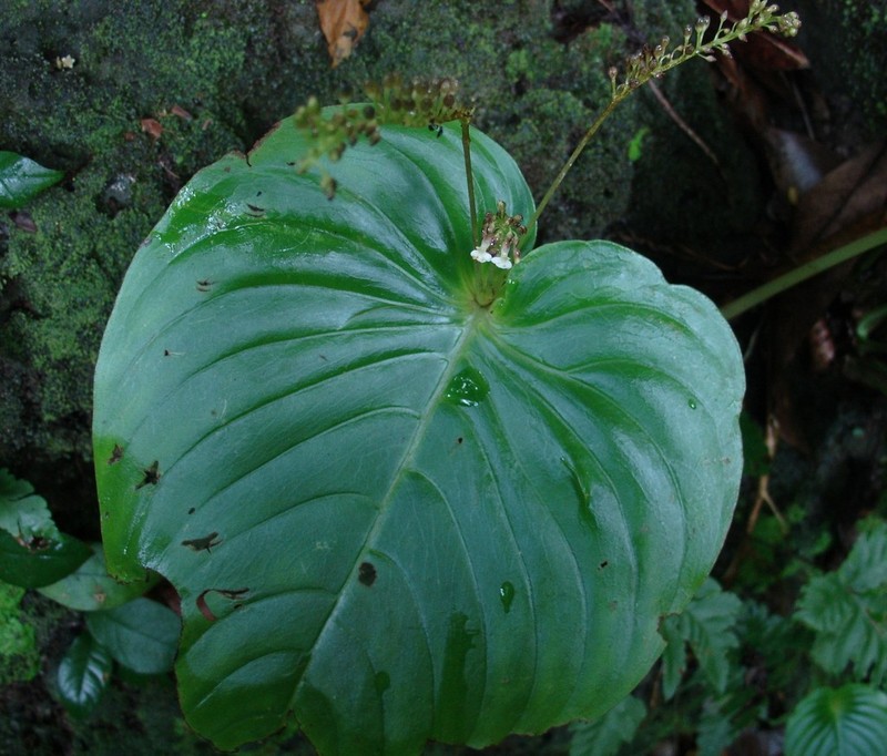 Monophyllaea horsfieldii photo 6