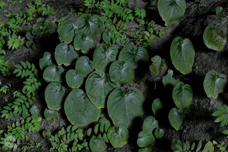 Monophyllaea horsfieldii photo 8