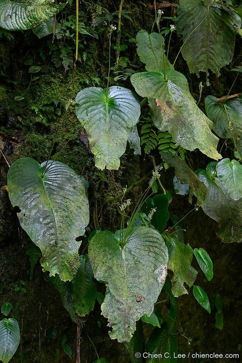 Monophyllaea insignis