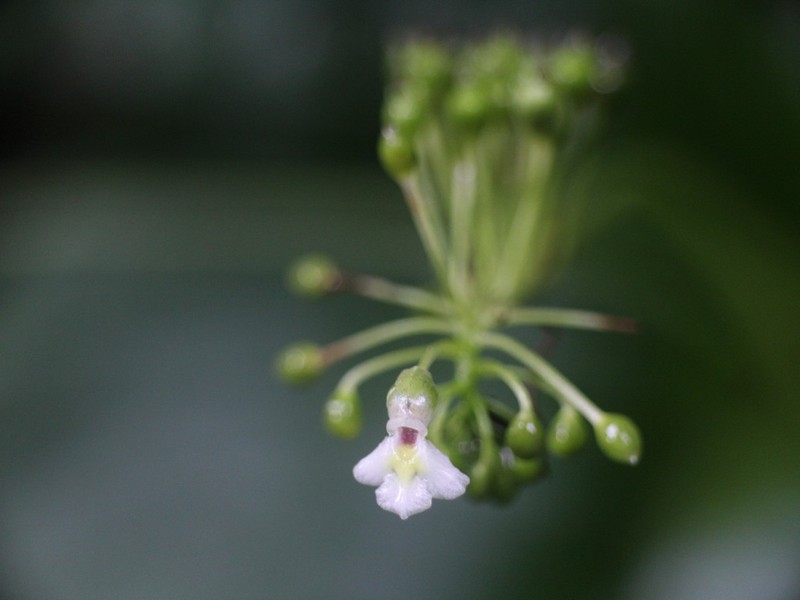 Monophyllaea insignis photo 2